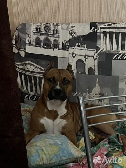 Амстафф вязка