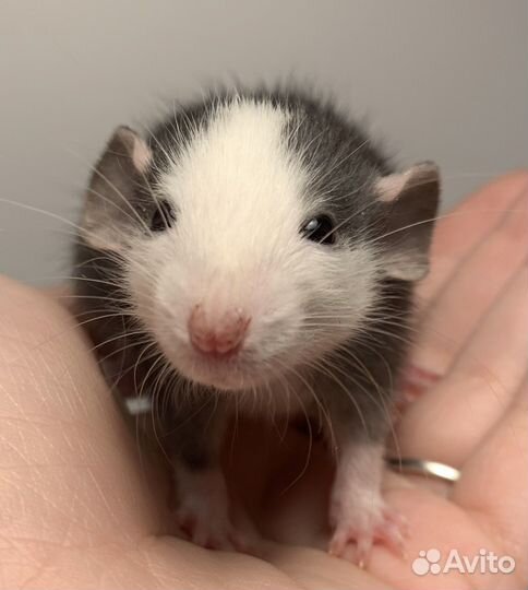 Крысята Крыса Декоративная крыса Крысенок