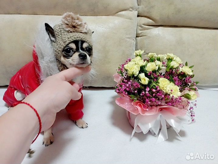 Чихуахуа мини девочка