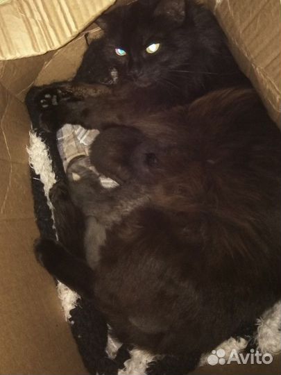 Котятки в добрые и ответственные руки