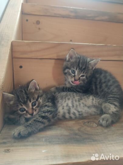 Котята в добрые руки бесплатно