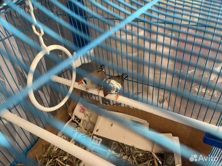 Зебровые амадины птенцы