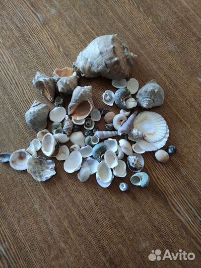 Морские ракушки