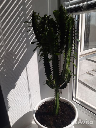 Кактус молочай