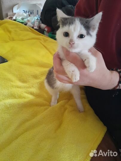 2 котенка в добрые руки