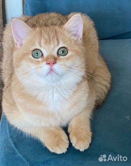 Котик роскошный