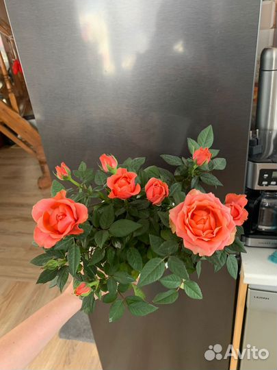 Роза в цвету, кардана