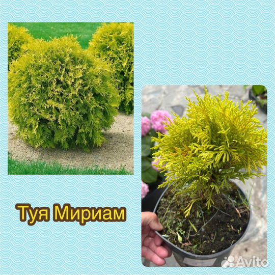 Туя шаровидная литтл гиант