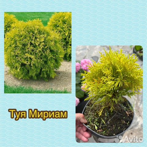 Туя шаровидная литтл гиант