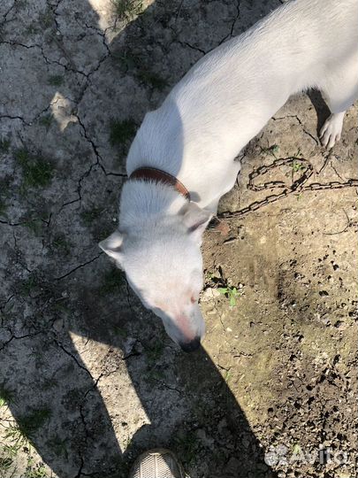 Джек рассел терьер девочка