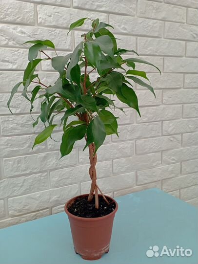 Фикус бенджамина