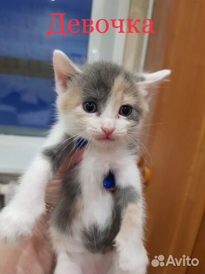 Котенок-девочка 1,5 месяца