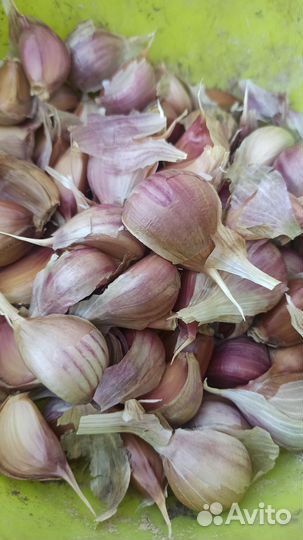 Чеснок на посадку