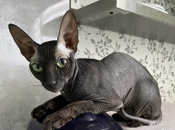 Донской сфинкс