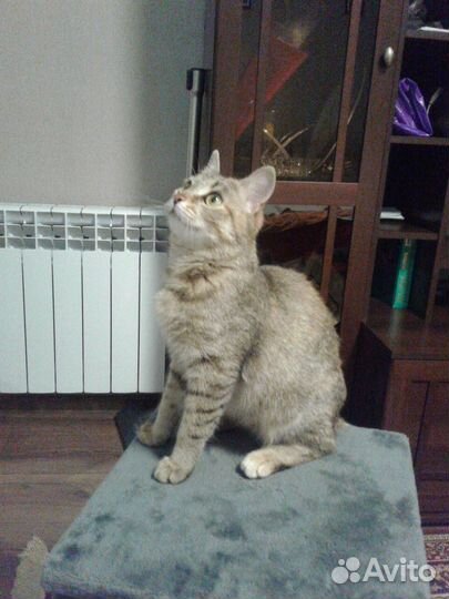 Котенок Шейла в добрые руки