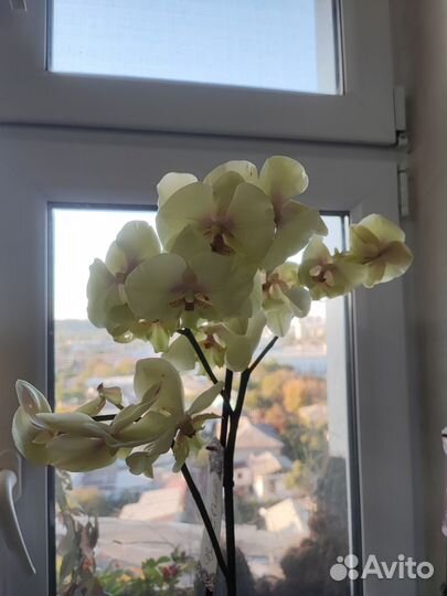 Орхидея фаленопсис и биг лип