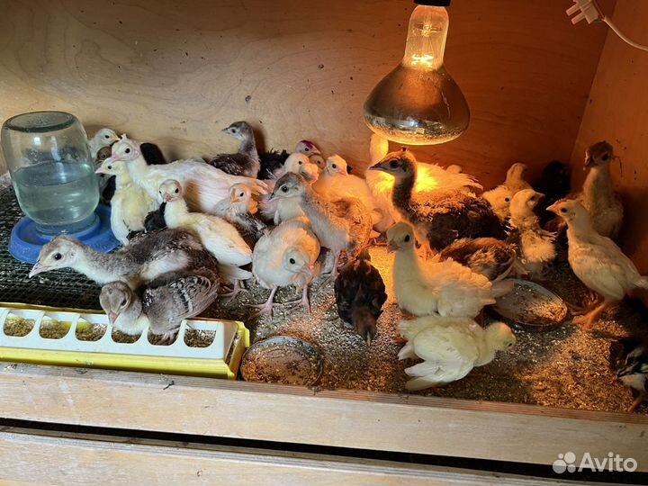 Павлинята, павлин, Бантам Ява, Серама, Кохинхины