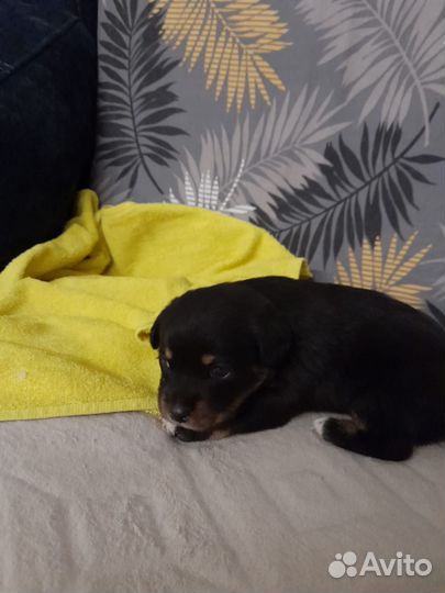 Отдам в добрые руки, щенок девочка