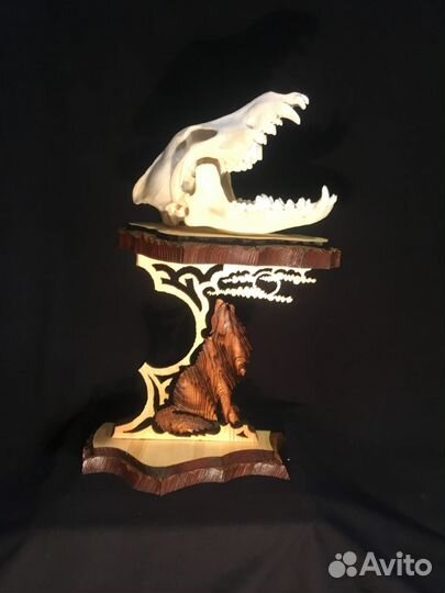 Оформление охотничьих трофеев