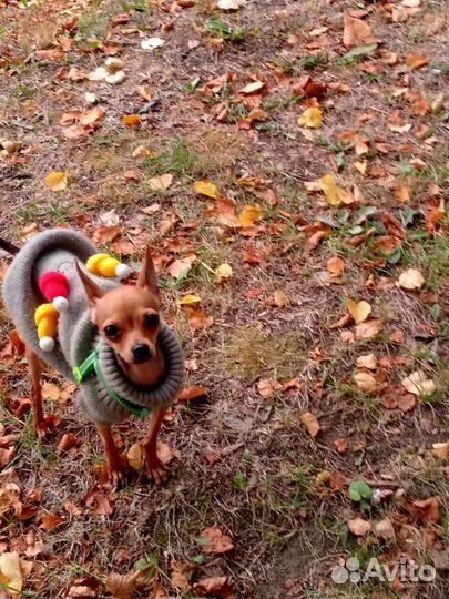 Мини той-терьер вязка