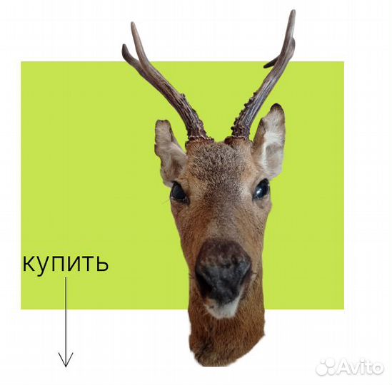 Голова косули