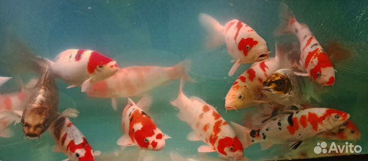 Карпы кои для пруда