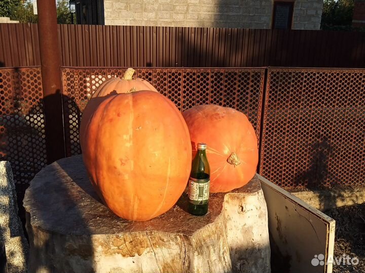 Тыквенный сок