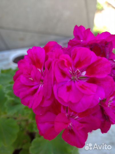 Пеларгония герань