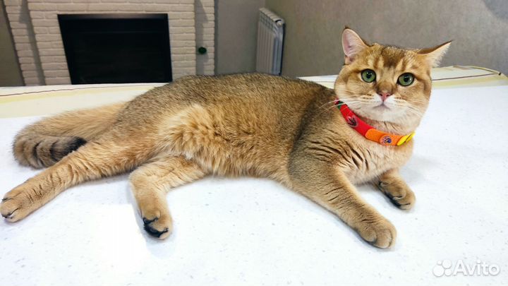 Британский кот на вязку