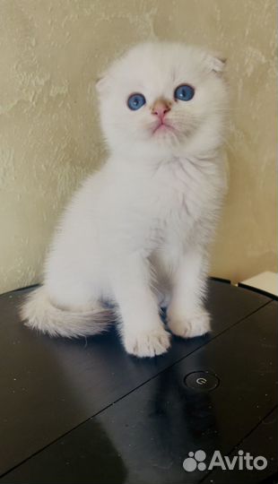 Шотландский вислоухий мальчик