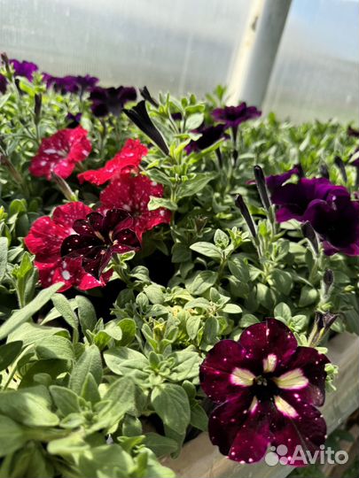 Рассада овощных и цветочных культур