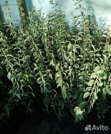 Жасмин чубушник