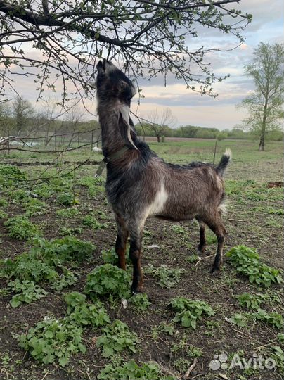 Англо нубийский козёл вязка