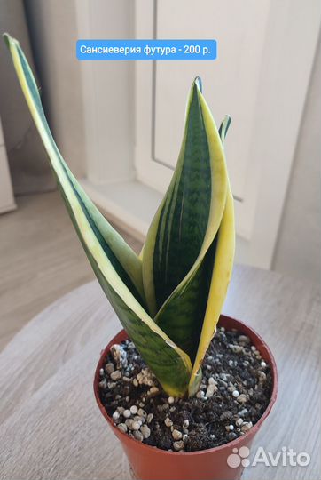 Сансивиерии, сингониум