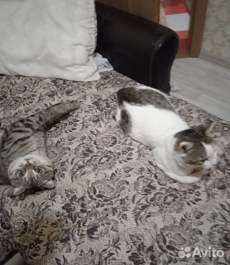 Кот в дар бесплатно