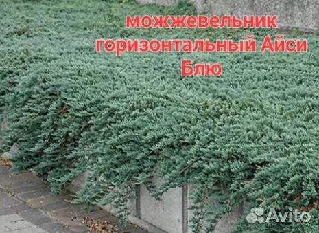 Можжевельники туи и др