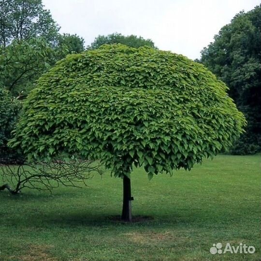 Семена катальпы