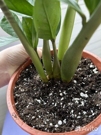 Замиокулькас