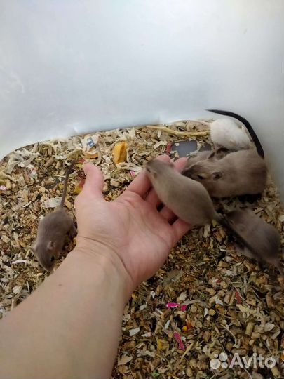 Мышки песчанки