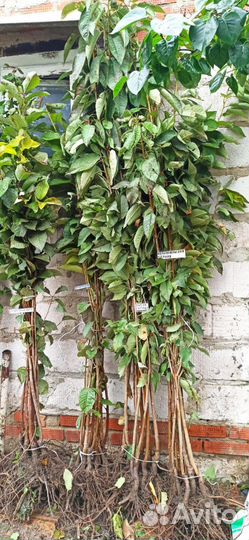 Черешня саженцы