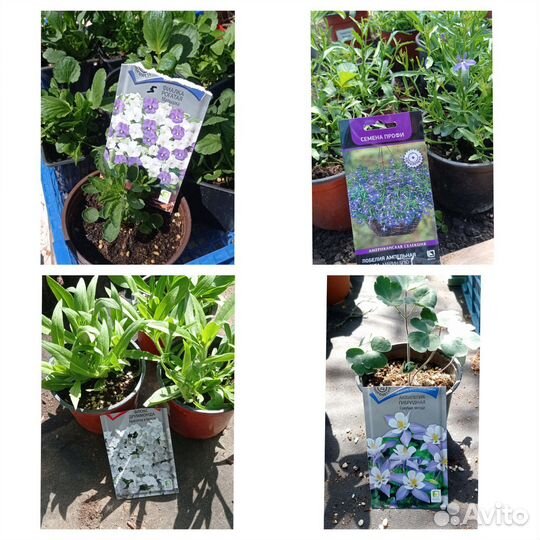 Декоративные растения для сада