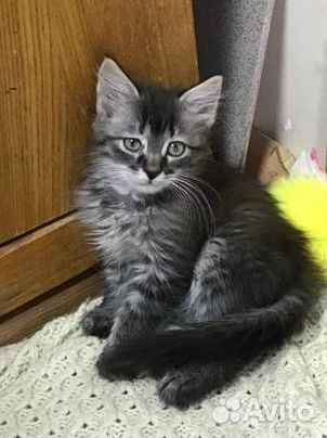 Котята в добрые руки бесплатно - Оршин монастырь