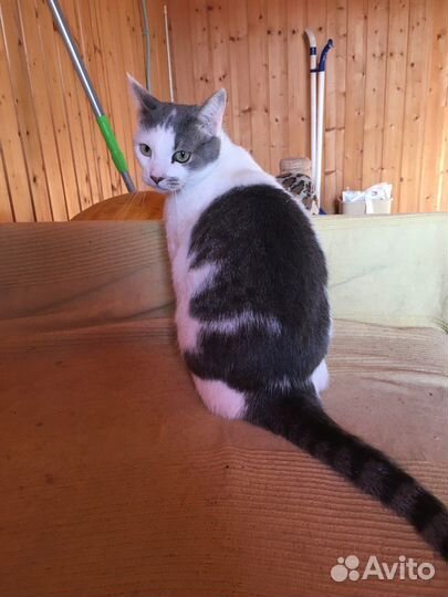 Кошечка в добрые руки