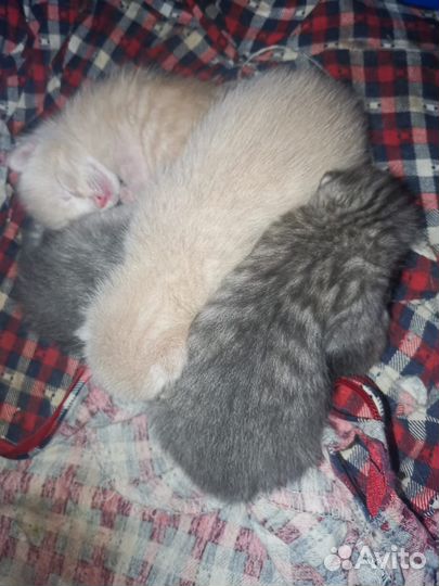 Котята в добрые руки