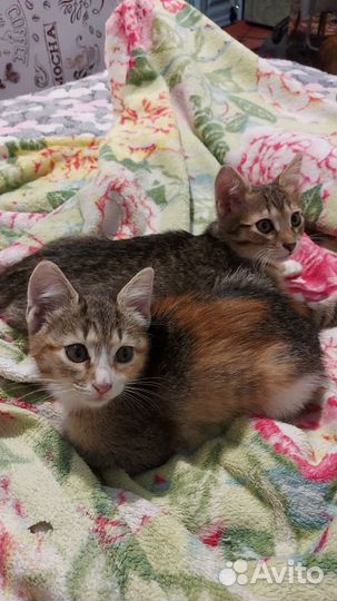 Котята шотландцы смесь