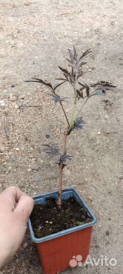 Бузина чёрная(читайте описание)