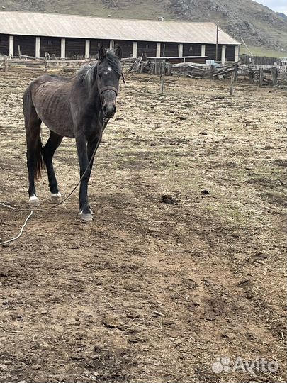 Рысак 3 года