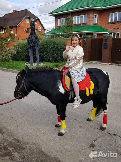 Заказ пони в упряжи или верхом на праздник