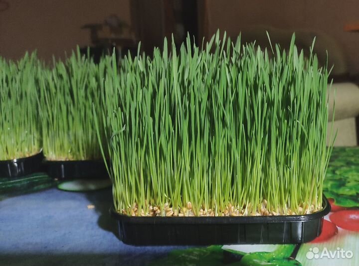 Микрозелень пшеницы