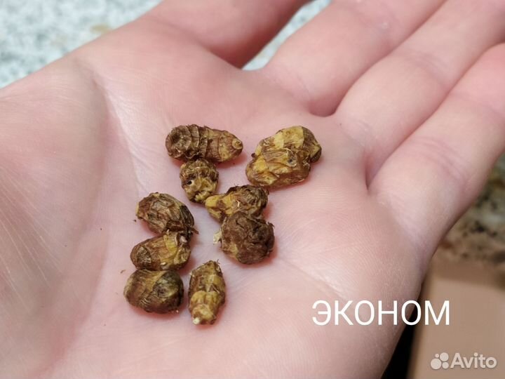 Чуфа. Земляной миндаль